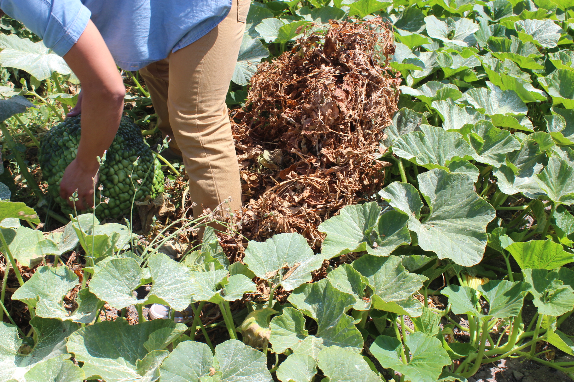 Taller de huerto ecológico