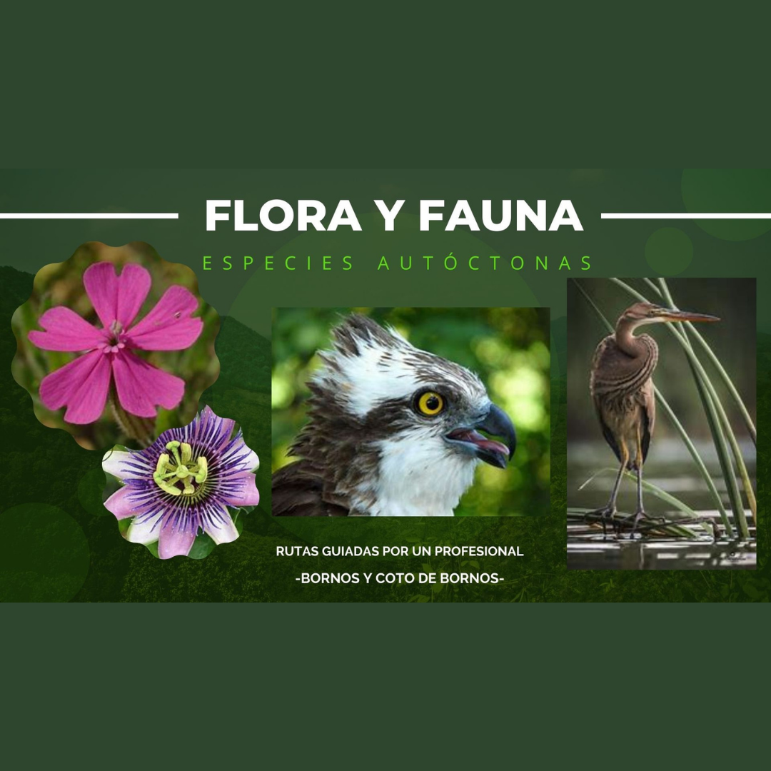 Native flora and fauna