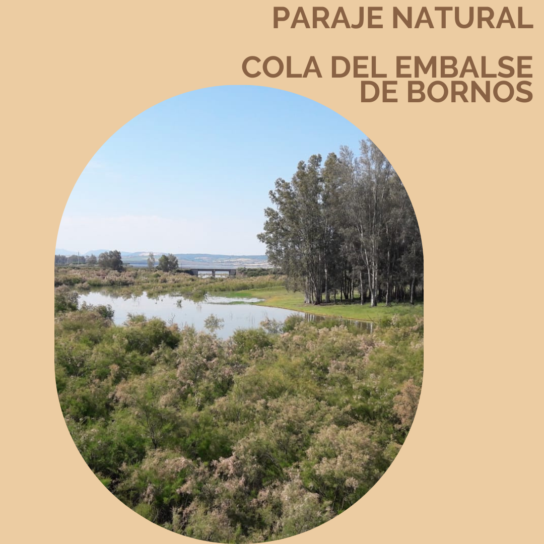 Paraje Natural Cola del embalse de Bornos