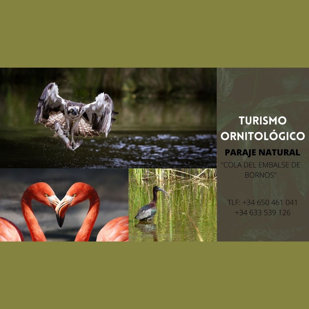 Ornithology